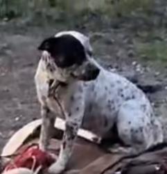 Lost Male Dog last seen First onsite property restoration , Fort Worth, TX 76137