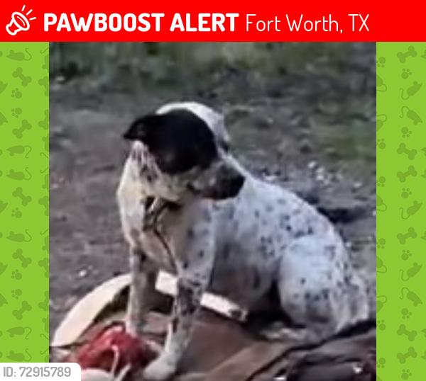 Lost Male Dog last seen First onsite property restoration , Fort Worth, TX 76137