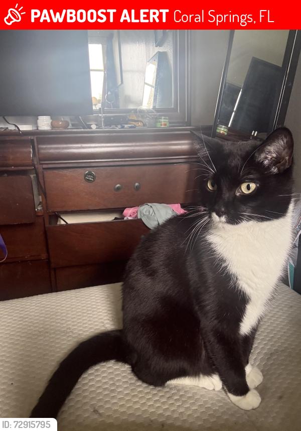 Lost Male Cat last seen Twin lakes drive, Coral Springs, FL 33071