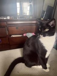 Lost Male Cat last seen Twin lakes drive, Coral Springs, FL 33071