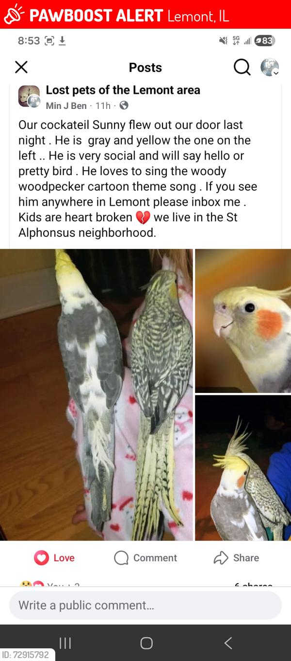 Lost Male Bird last seen State street St Alphonsus Church, Lemont, IL 60439