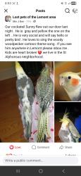 Lost Male Bird last seen State street St Alphonsus Church, Lemont, IL 60439