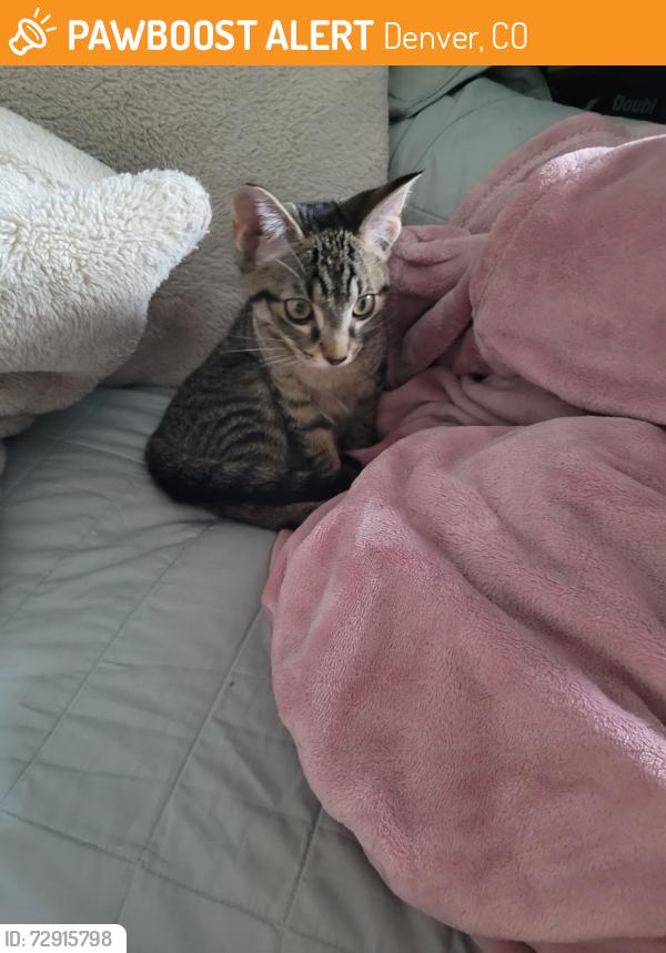 Found/Stray Unknown Cat last seen Durham and boiling, Denver, CO 80239