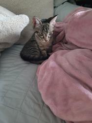 Found/Stray Unknown Cat last seen Durham and boiling, Denver, CO 80239