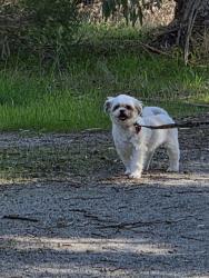Lost Male Dog last seen Renaud Way, Byford, WA 6122