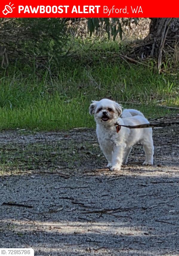 Lost Male Dog last seen Renaud Way, Byford, WA 6122