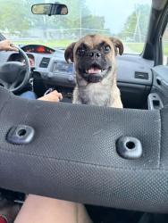 Lost Male Dog last seen 8th street and Spencer hwy, South Houston, TX 77587