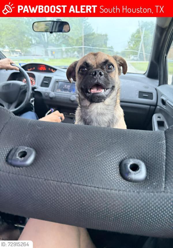 Lost Male Dog last seen 8th street and Spencer hwy, South Houston, TX 77587