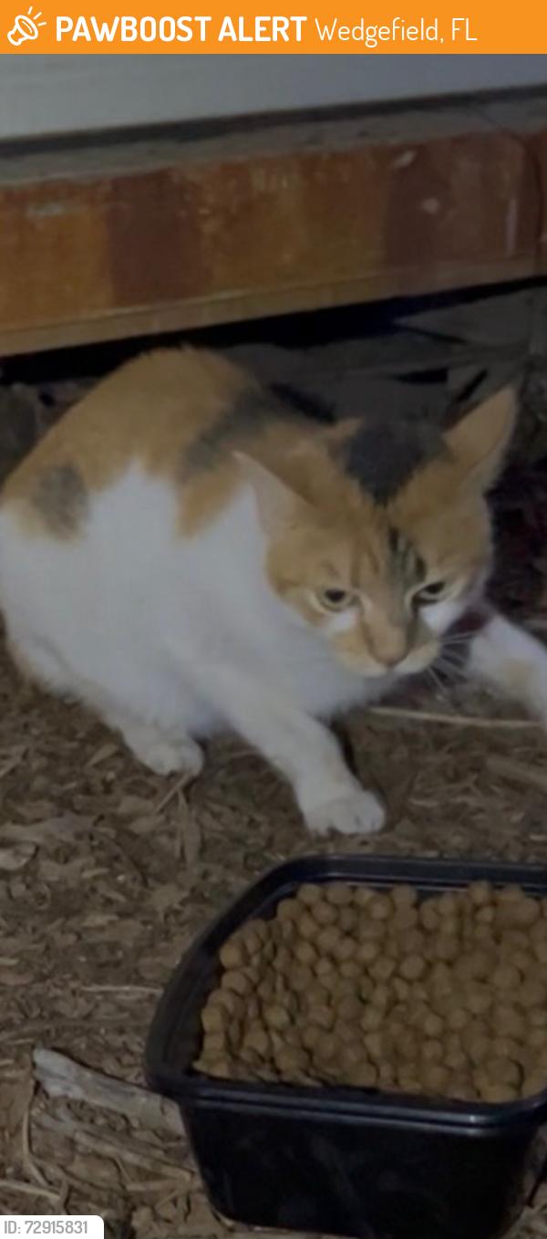 Found/Stray Unknown Cat last seen Odham street, Wedgefield, FL 32833