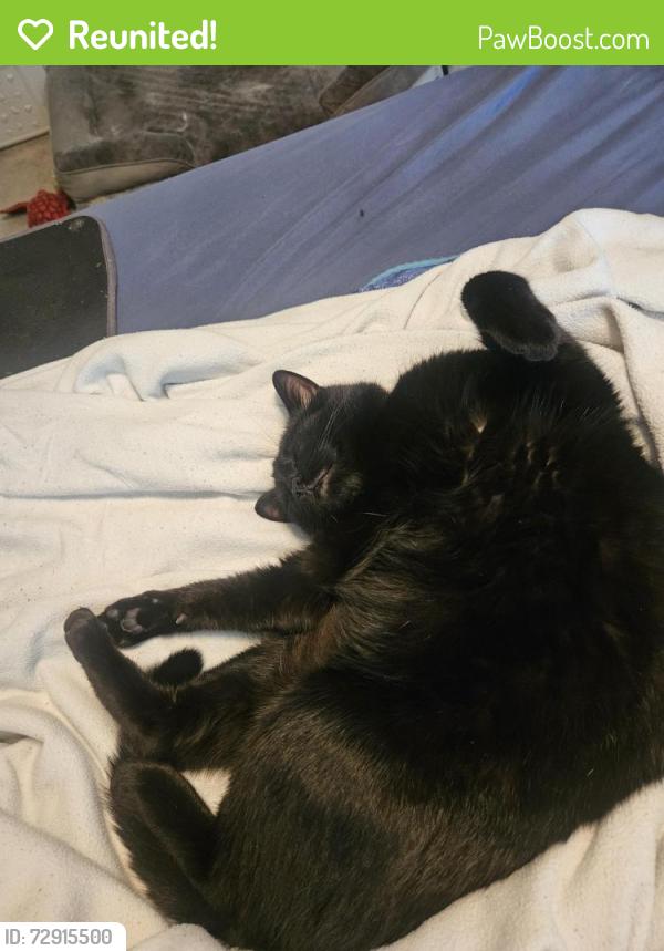 Reunited Male Cat last seen Morganton Rd., Fayetteville, NC 28314