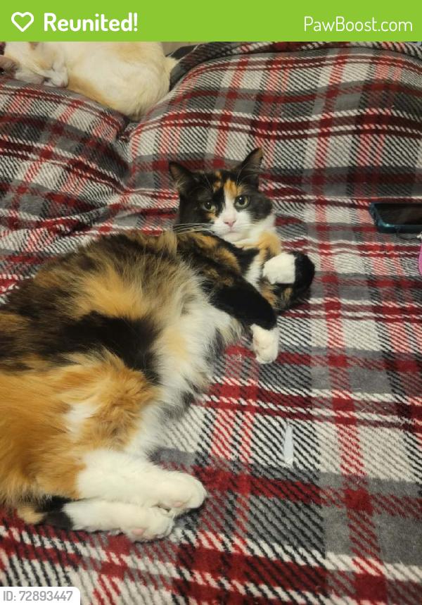 Reunited Female Cat last seen Near Welch Rd, Mt Airy, NC 27030, USA, Mount Airy, NC 27030