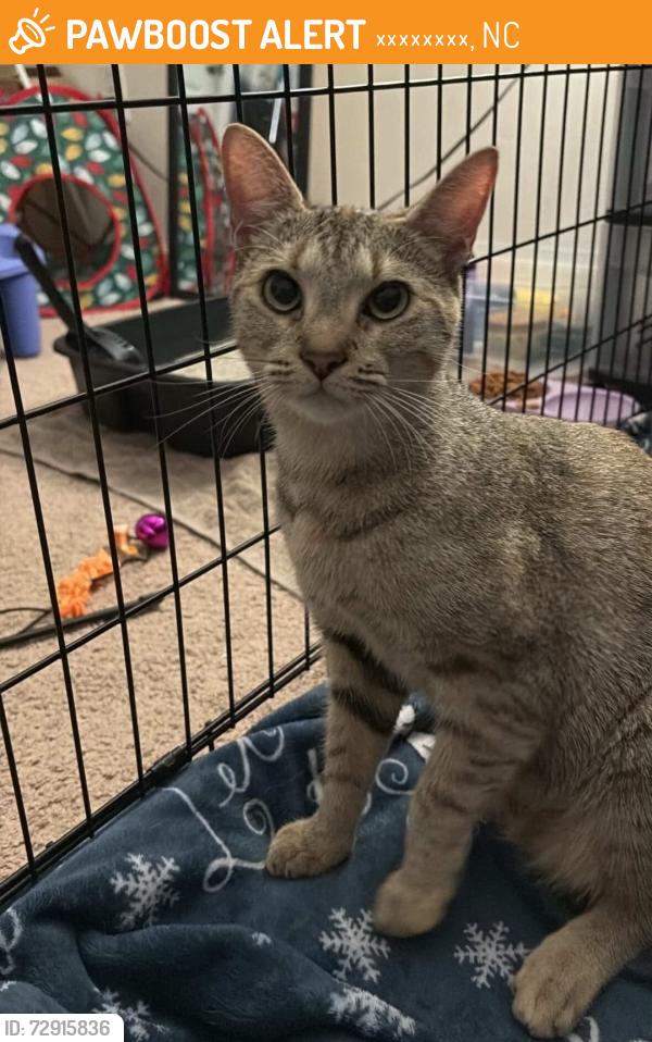 Found/Stray Female Cat last seen Owen dr, ファイエットビル, NC 28304