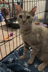 Found/Stray Female Cat last seen Owen dr, ファイエットビル, NC 28304