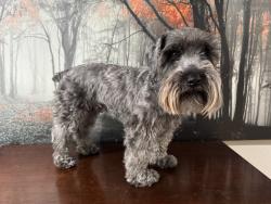 Reunited Male Dog last seen Bayton Dr, Frisco, TX 75035, USA, Frisco, TX 75035