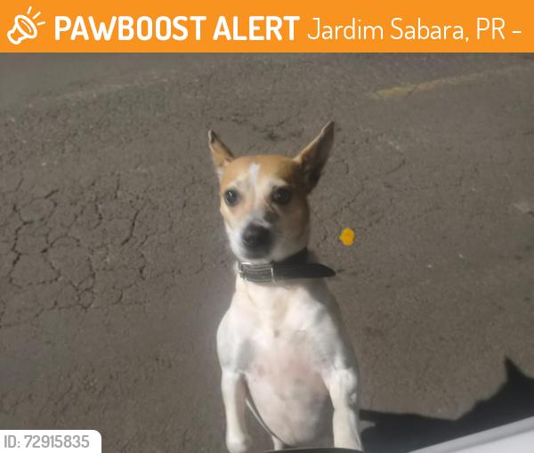 Found/Stray Female Dog last seen R. Elizio Turino, 40 - Jardim Sabara, Londrina, Jardim Sabara, PR 86066-240