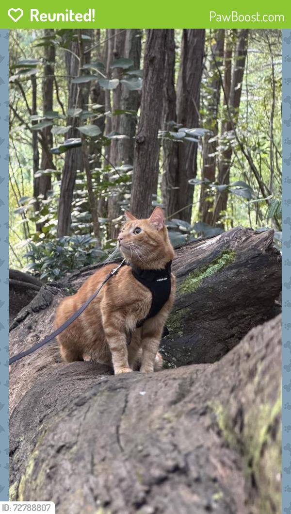 Reunited Male Cat last seen On Judd trail , Honolulu, HI 96817