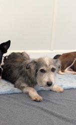 Reunited Female Dog last seen Near Hinterwood Way / Timarron Park, Tomball, TX 77375