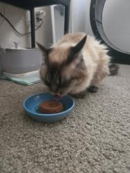 Reunited Female Cat last seen Lakeside apmts, Marysville, CA 95901