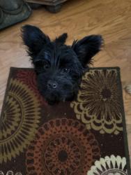 Lost Female Dog last seen Cementary Rd & 122nd, Piedmont, Oklahoma City, OK 73120