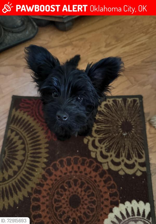 Lost Female Dog last seen Cementary Rd & 122nd, Piedmont, Oklahoma City, OK 73120