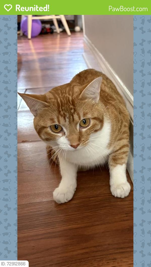 Reunited Unknown Cat last seen Dearborn Park s, Chicago, IL 60605