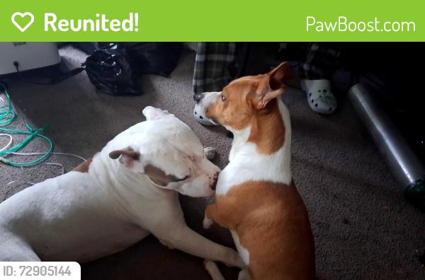 Reunited Male Dog last seen joy rd and evergreen , Inkster, MI 48141