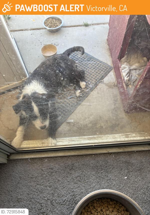 Found/Stray Male Dog last seen Grand Triassic lane, Victorville , Victorville, CA 92394
