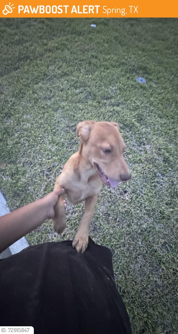 Found/Stray Female Dog last seen Near Bury Park Dr, Spring, TX 77373, Spring, TX 77373