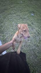 Found/Stray Female Dog last seen Near Bury Park Dr, Spring, TX 77373, Spring, TX 77373