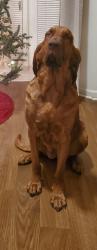 Reunited Female Dog last seen Near Henny place and 6 Forks Rd, Raleigh, NC 27614