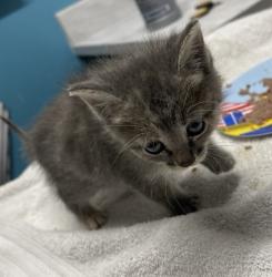 Shelter Stray Female Cat last seen Near S Redwood Street, Escondido, CA, 92025, Escondido, CA 92027