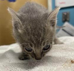 Shelter Stray Male Cat last seen Near S Redwood Street, Escondido, CA, 92025, Escondido, CA 92027