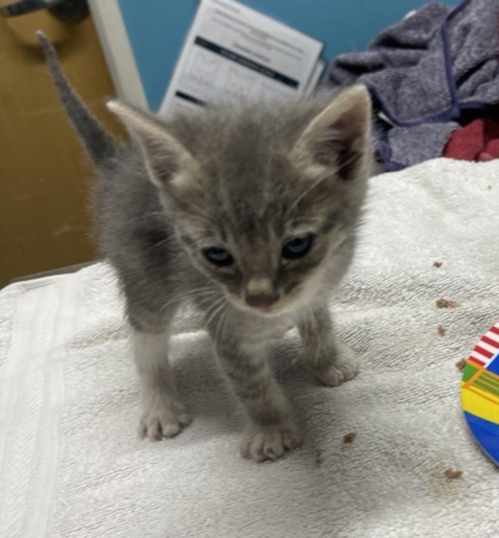 Shelter Stray Male Cat last seen Near S Redwood Street, Escondido, CA, 92025, Escondido, CA 92027