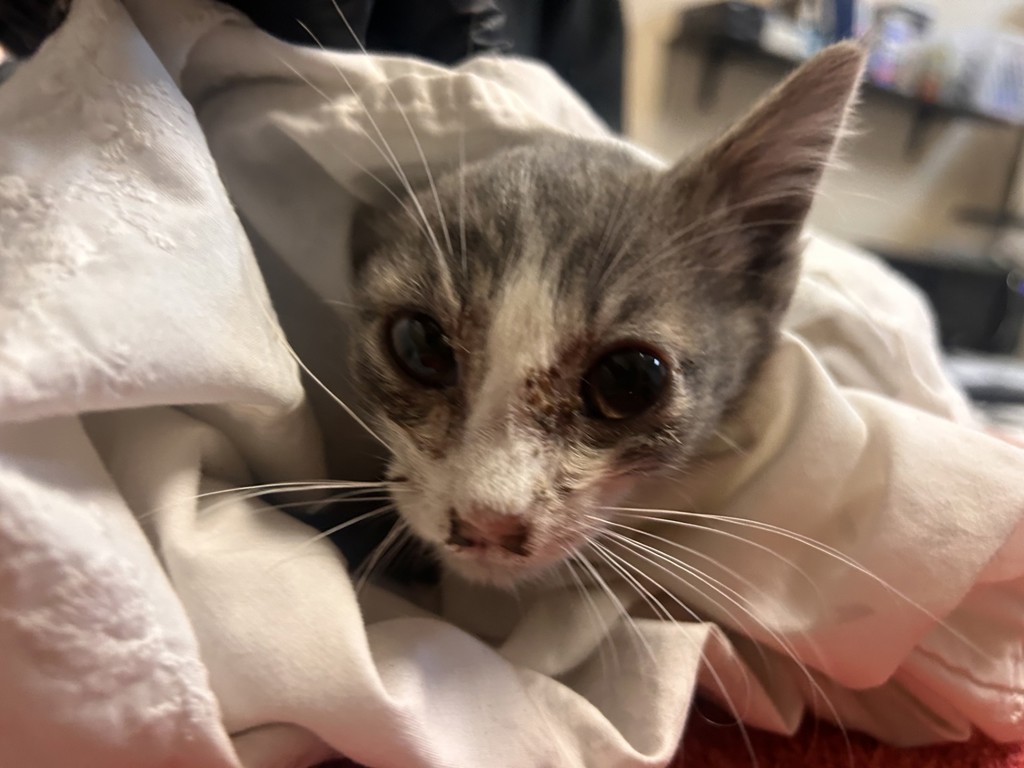 Shelter Stray Male Cat last seen Near Dana Point Way, Oceanside, CA, 92058, Oceanside, CA 92058