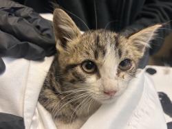 Shelter Stray Male Cat last seen Near Dana Point Way, Oceanside, CA, 92058, Oceanside, CA 92058