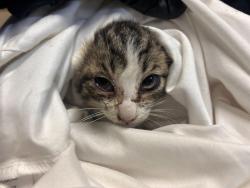 Shelter Stray Female Cat last seen Near Dana Point Way, Oceanside, CA, 92058, Oceanside, CA 92058