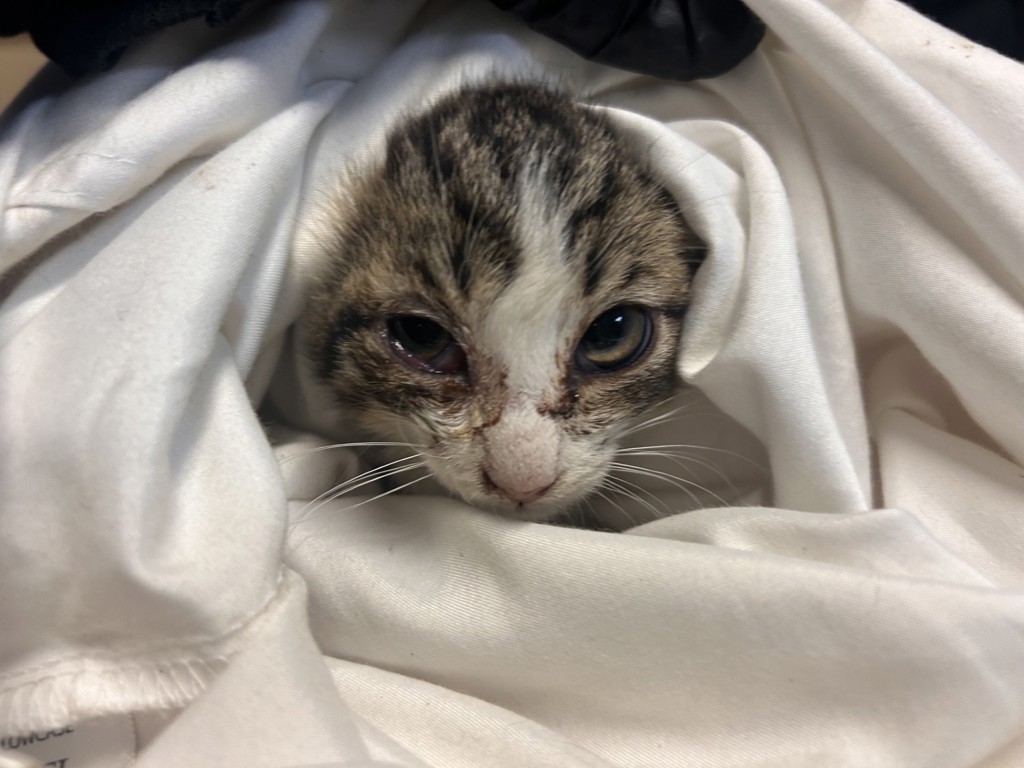 Shelter Stray Female Cat last seen Near Dana Point Way, Oceanside, CA, 92058, Oceanside, CA 92058