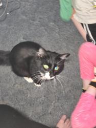 Reunited Male Cat last seen Camp Dorthy Walls, Black Mountain, NC 28711