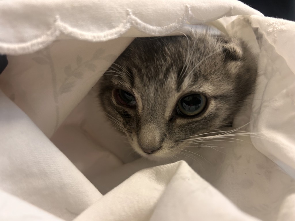 Shelter Stray Male Cat last seen Near Dana Point Way, Oceanside, CA, 92058, Oceanside, CA 92058
