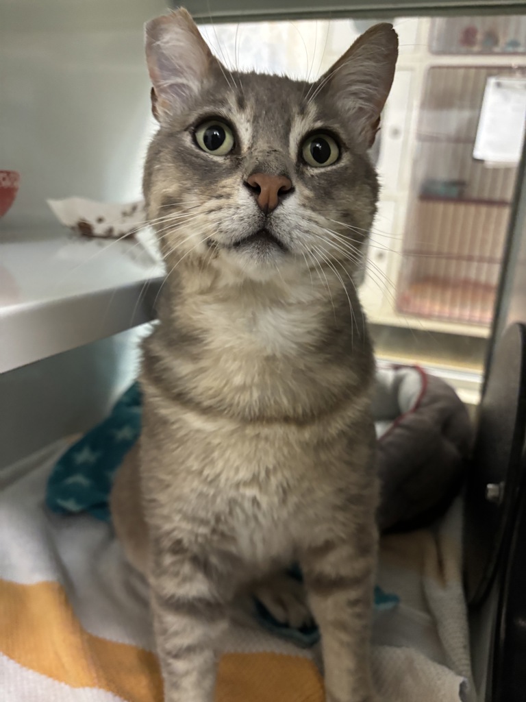 Shelter Stray Male Cat last seen Near Sampson Street, San Diego, CA, 92113, San Diego, CA 92110