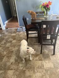 Lost Male Dog last seen Tiffany Pines, Fayetteville, NC 28311