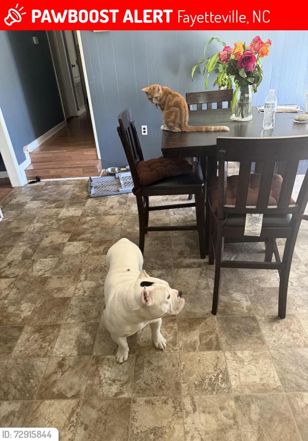 Lost Male Dog last seen Tiffany Pines, Fayetteville, NC 28311