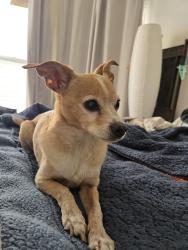 Reunited Male Dog last seen North. Spruce , South San Francisco, CA 94080