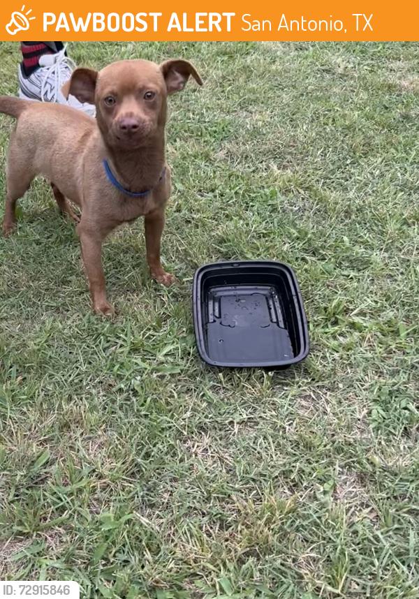 Found/Stray Male Dog last seen Basse, San Antonio, TX 78213