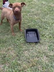 Found/Stray Male Dog last seen Basse, San Antonio, TX 78213