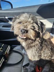 Found/Stray Male Dog last seen Road Ranger Elm Mott, Waco, TX 76705