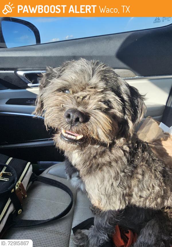 Found/Stray Male Dog last seen Road Ranger Elm Mott, Waco, TX 76705
