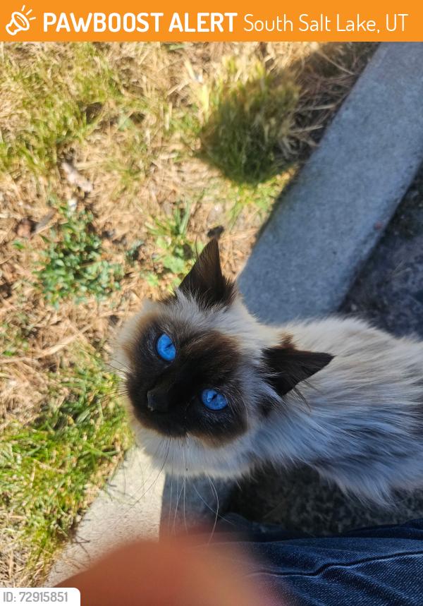 Found/Stray Unknown Cat last seen cndmnium, South Salt Lake, UT 84119