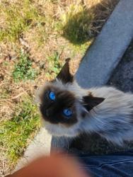 Found/Stray Unknown Cat last seen cndmnium, South Salt Lake, UT 84119