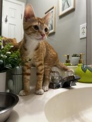 Found/Stray Male Cat last seen Southern Chase, Concord, NC 28025